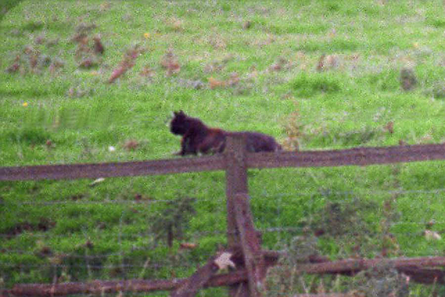 puma cat in england